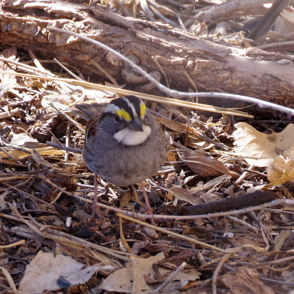 White-throated Sparrow - ML615079535
