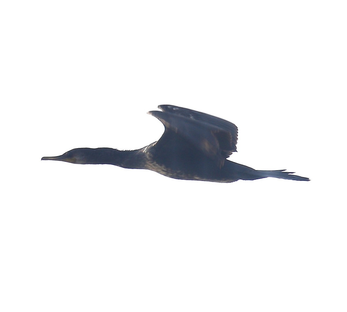 Indian Cormorant - ML615079542