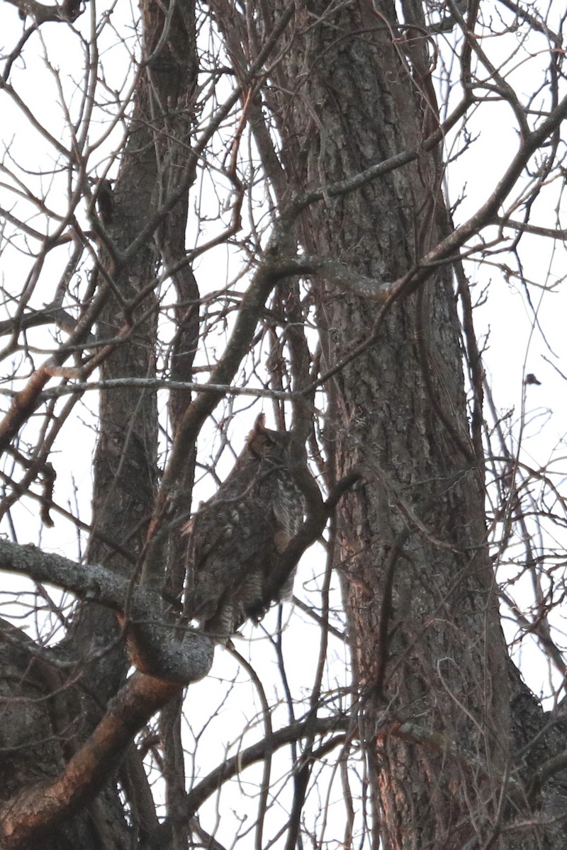 EBird Checklist 19 Feb 2024 Red River 2 Species