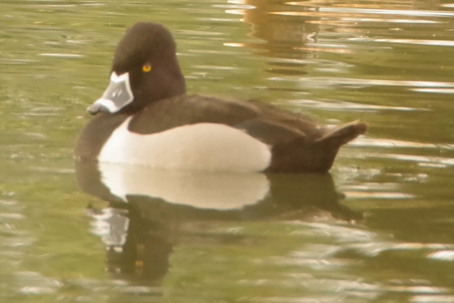 Ring-necked Duck - ML615079690