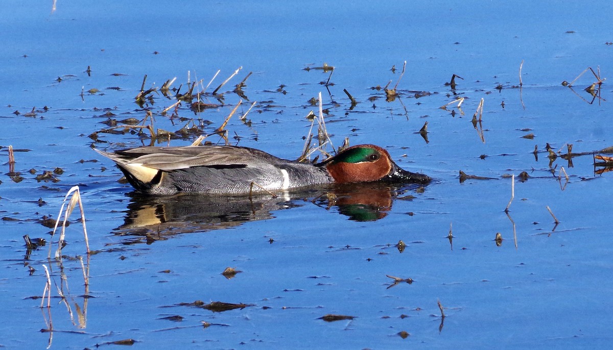 Green-winged Teal - ML615079854