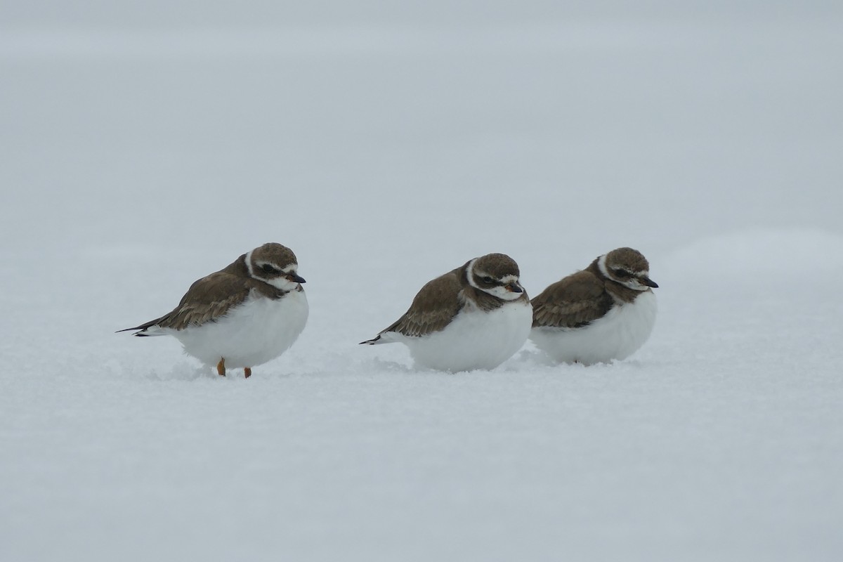 Semipalmated Plover - ML615079862