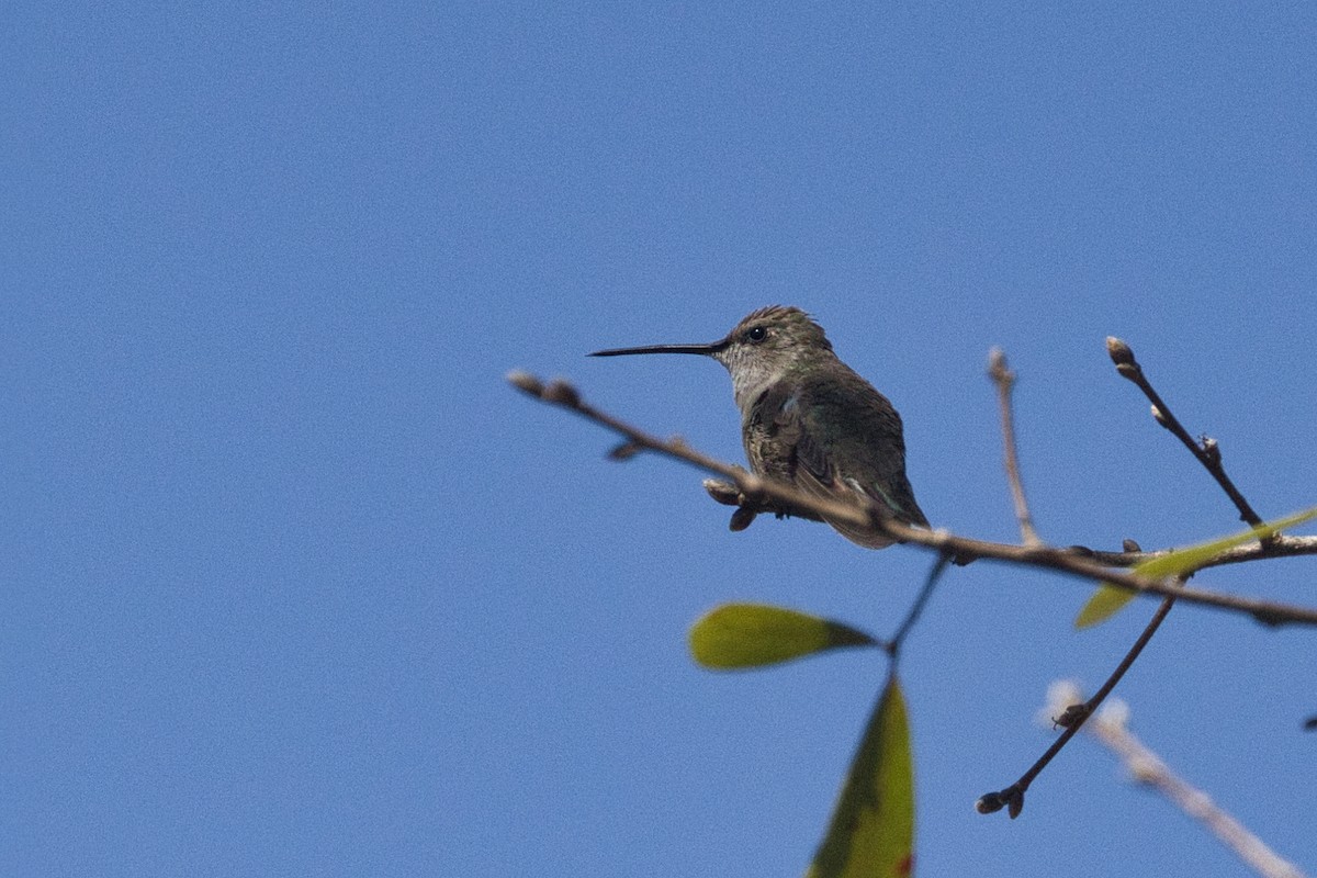 Black-chinned Hummingbird - ML615080052