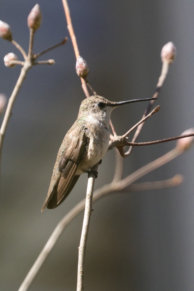 Black-chinned Hummingbird - ML615080054
