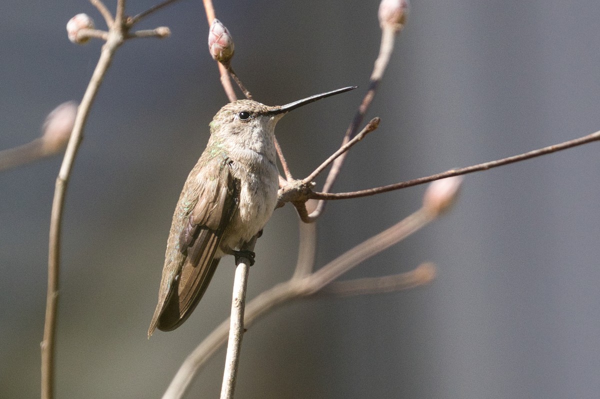 Black-chinned Hummingbird - ML615080055