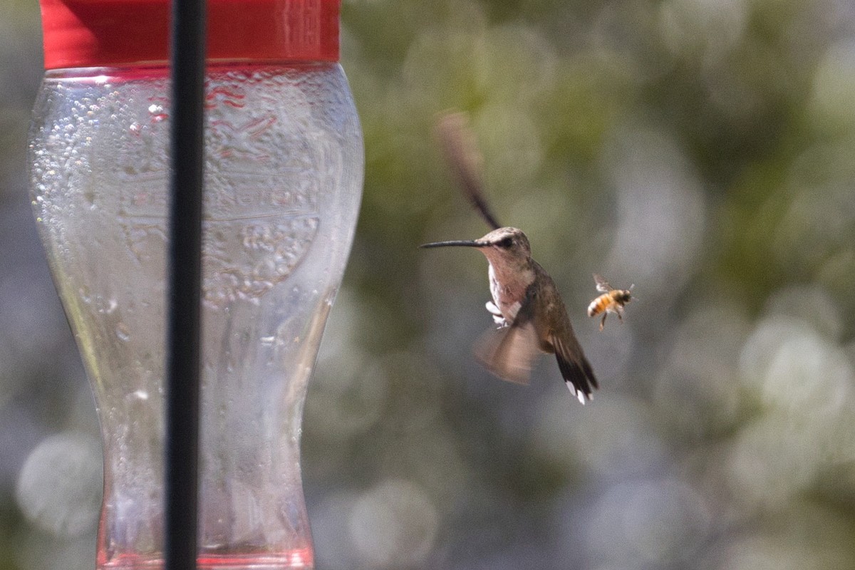 Black-chinned Hummingbird - Hayley Keevan