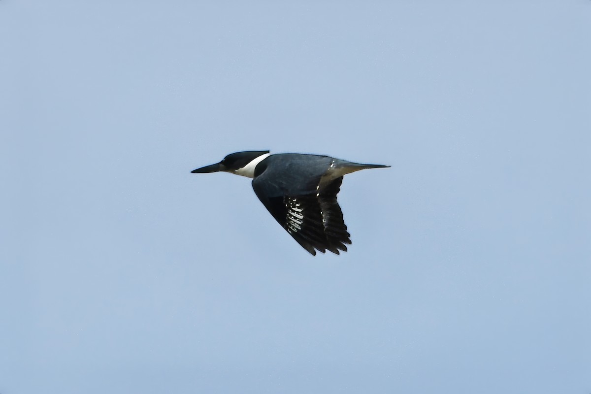 Belted Kingfisher - ML615080275
