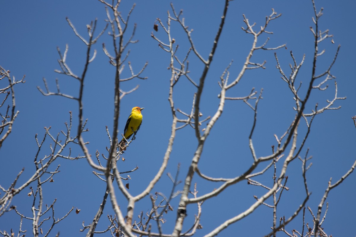Western Tanager - ML615080368