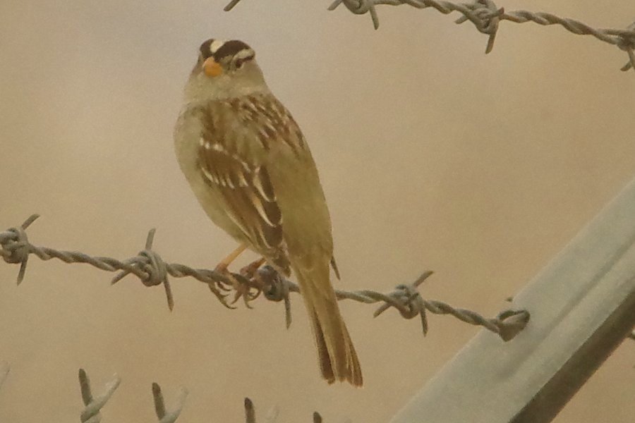 White-crowned Sparrow - ML615080418