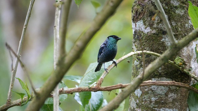 Black-capped Tanager - ML615080585