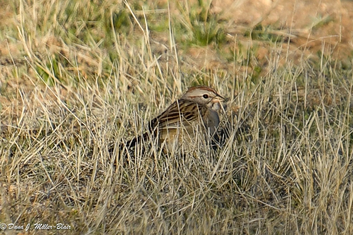 Rufous-winged Sparrow - ML615080768