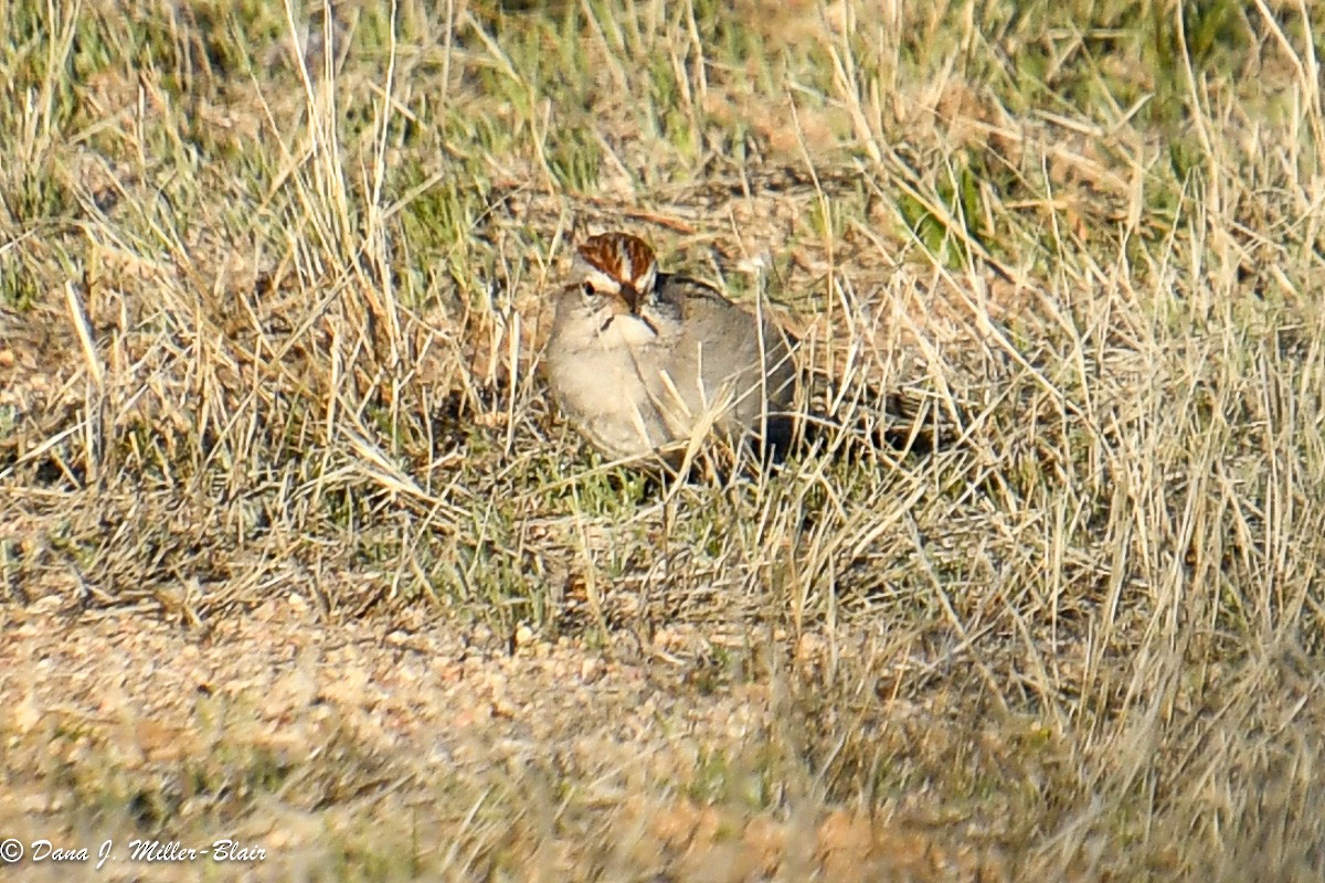 Rufous-winged Sparrow - ML615080771
