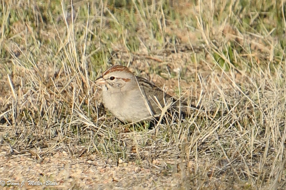 Rufous-winged Sparrow - ML615080774