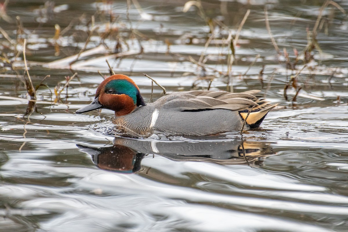 Green-winged Teal - ML615080815