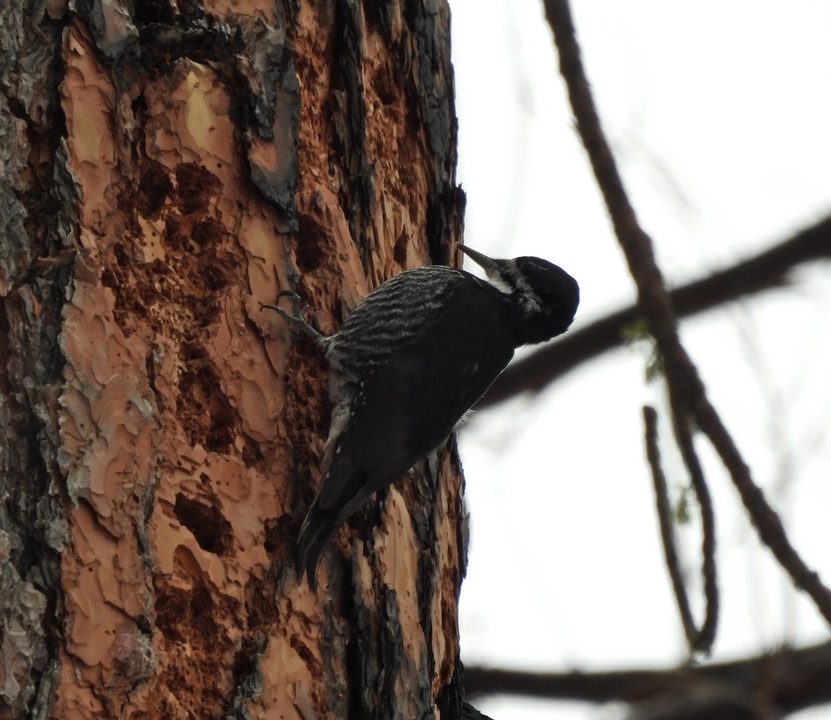 Black-backed Woodpecker - ML615080838