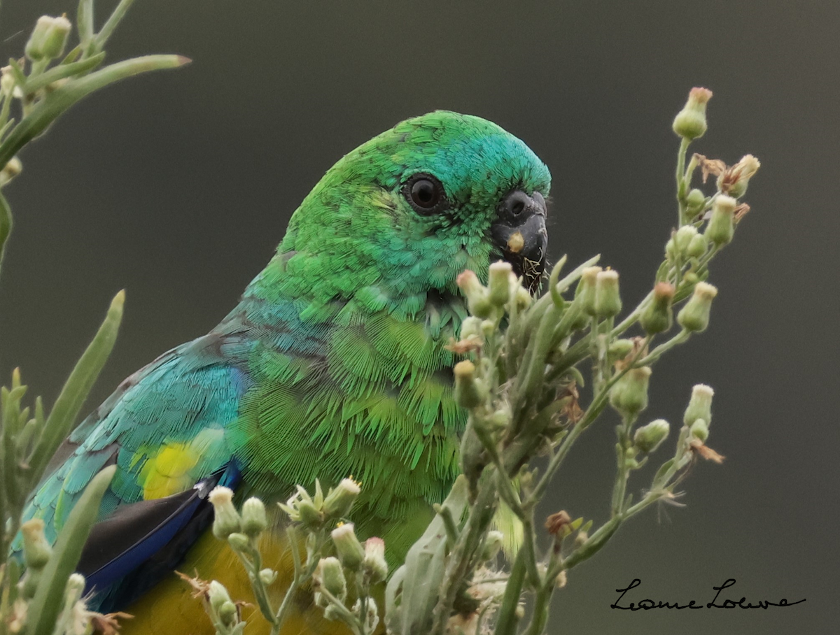 Red-rumped Parrot - ML615080885