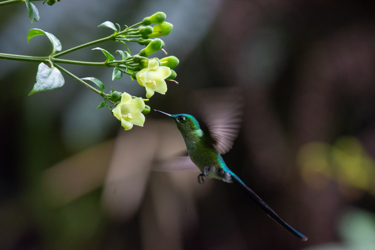 Long-tailed Sylph - ML615080979