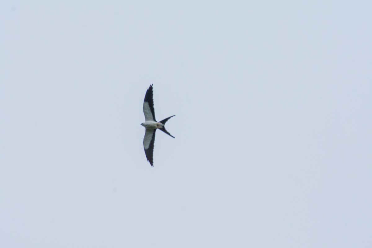 Swallow-tailed Kite - ML615081056