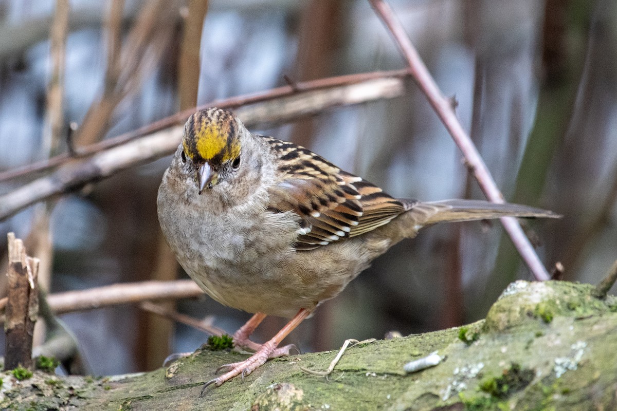 Golden-crowned Sparrow - ML615081126