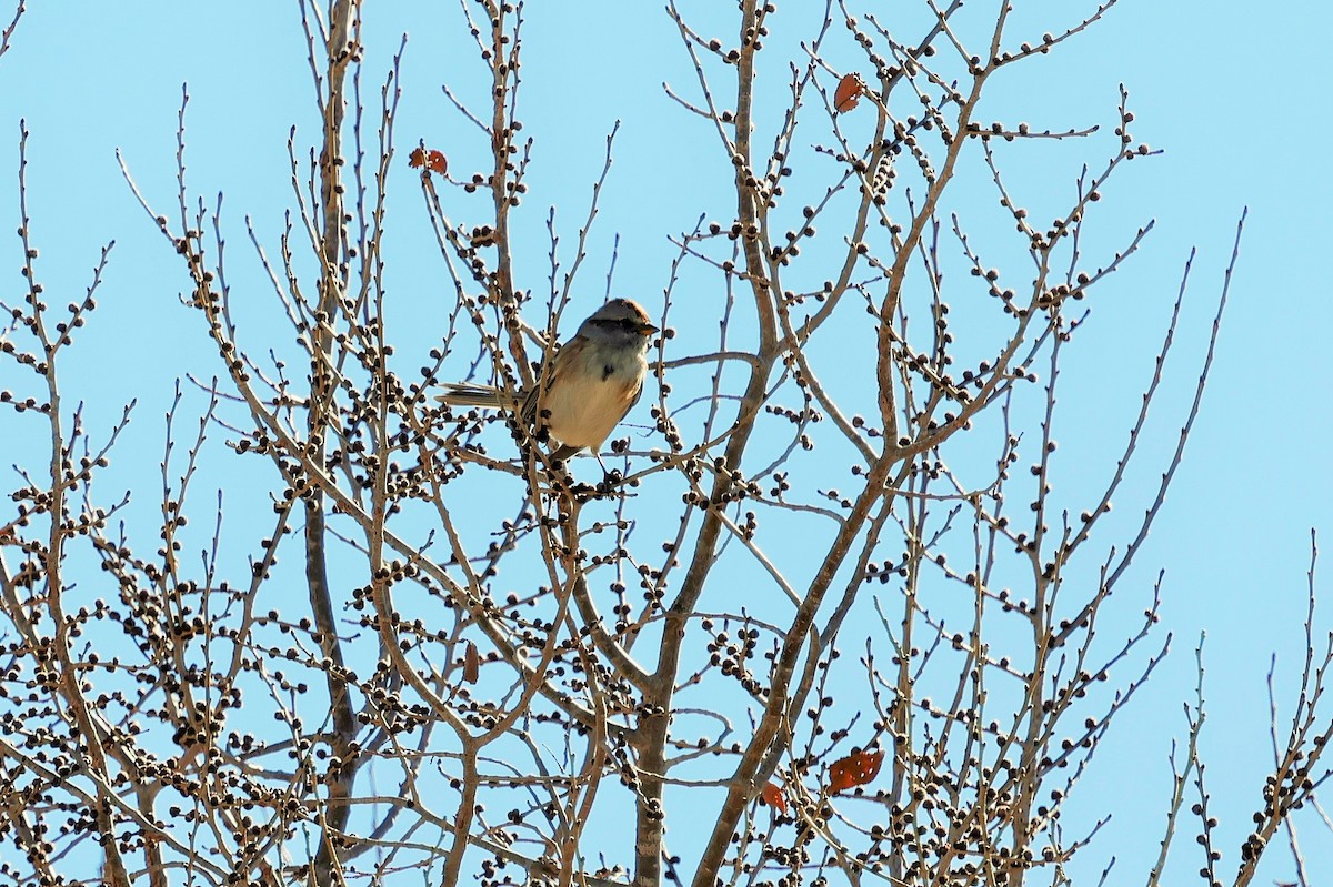 American Tree Sparrow - Risë Foster-Bruder