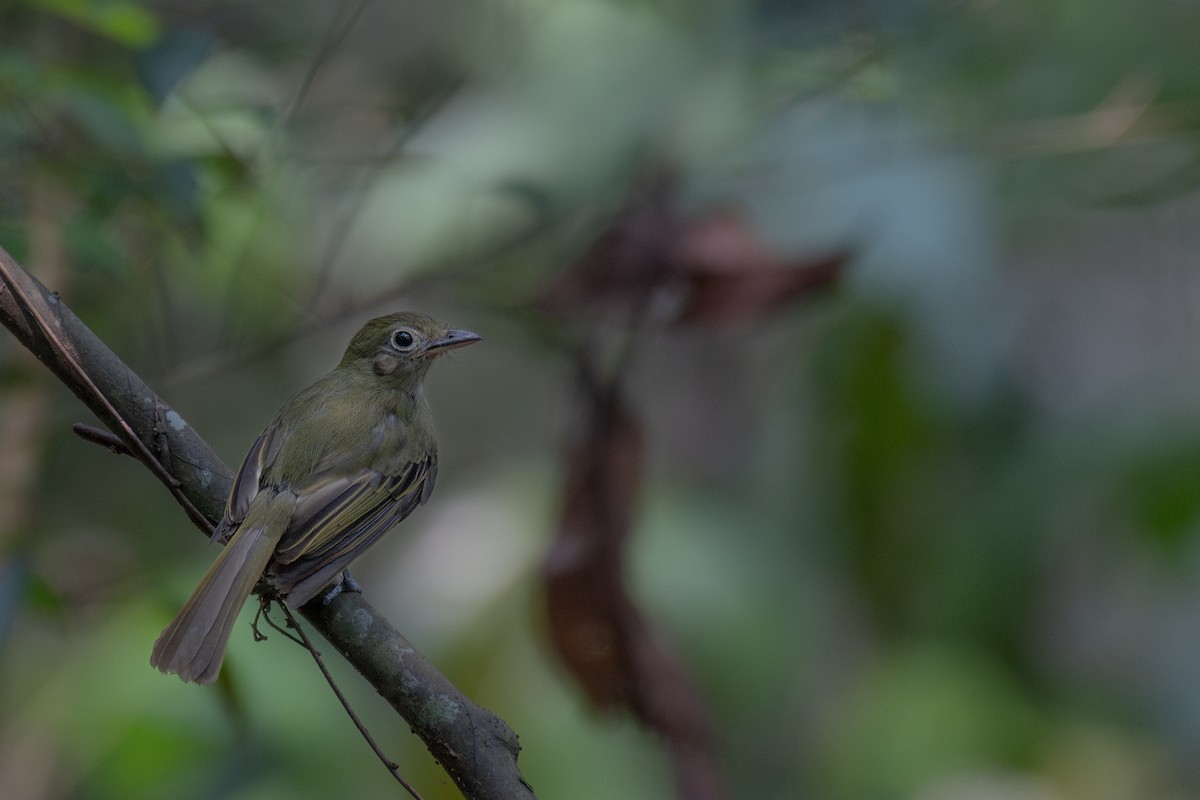 Western Olivaceous Flatbill - ML615081537