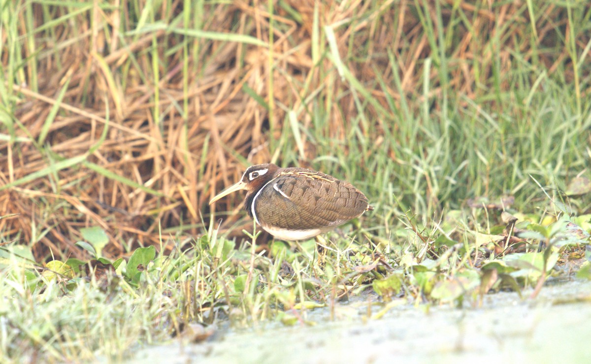 Greater Painted-Snipe - ML615081609