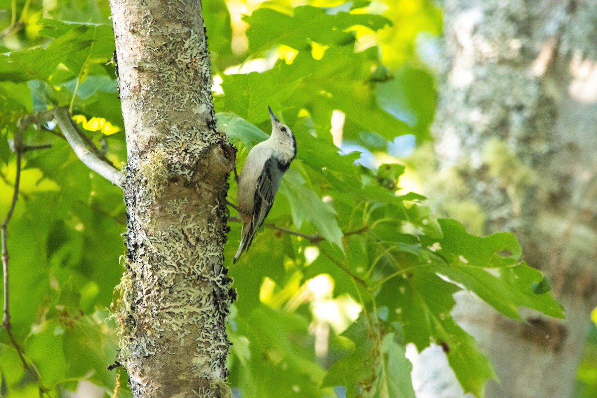 White-breasted Nuthatch - ML615081728