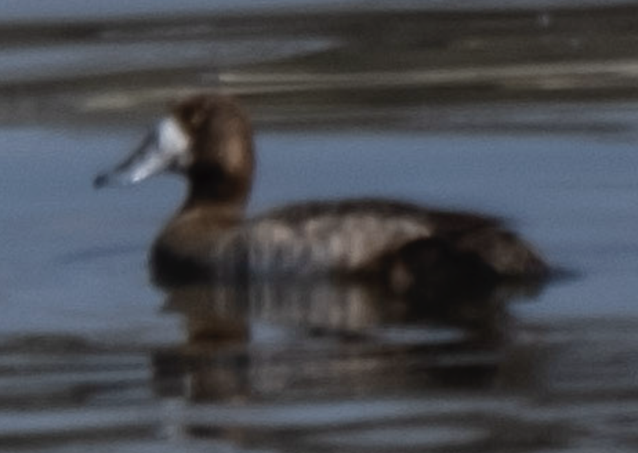 Greater Scaup - ML615081750