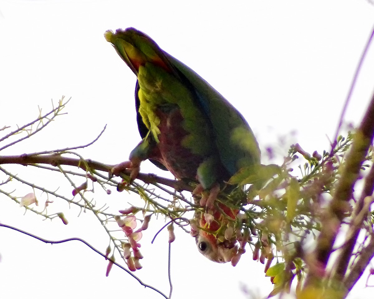 Cuban Parrot (Cuban) - ML615081835