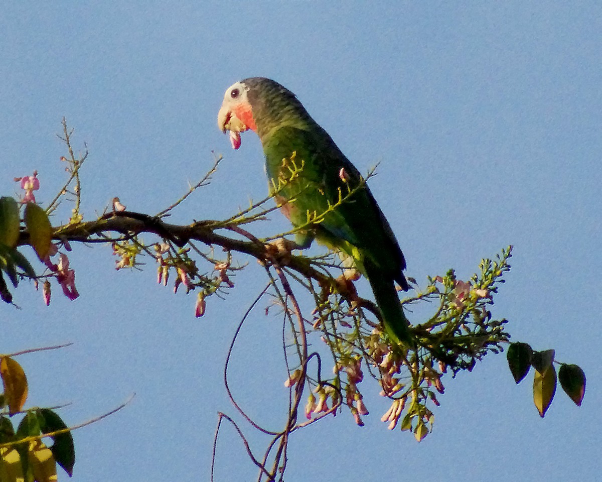Cuban Parrot (Cuban) - ML615081837