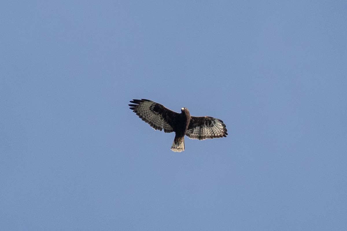 Short-tailed Hawk - Dorna Mojab