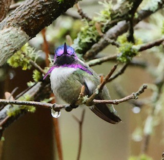 Costa's Hummingbird - ML615082185