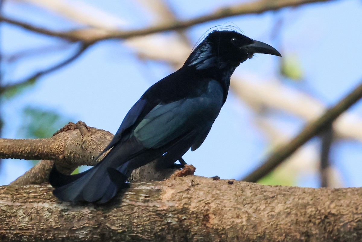 Hair-crested Drongo - ML615082190