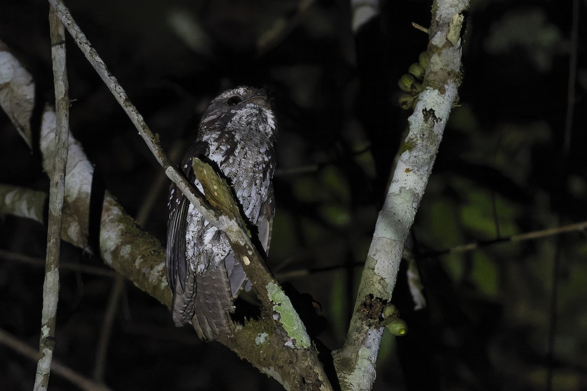 Marbled Frogmouth - ML615082263