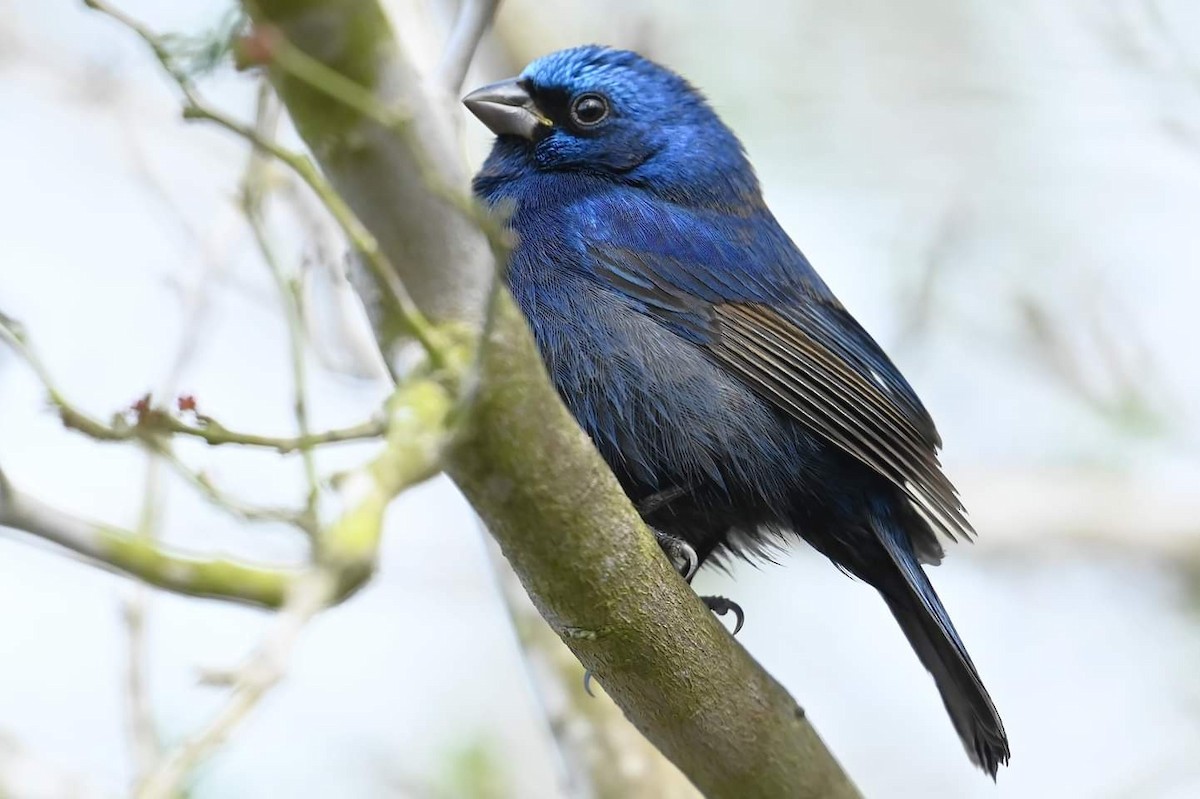 Blue Bunting (Middle America) - ML615082430