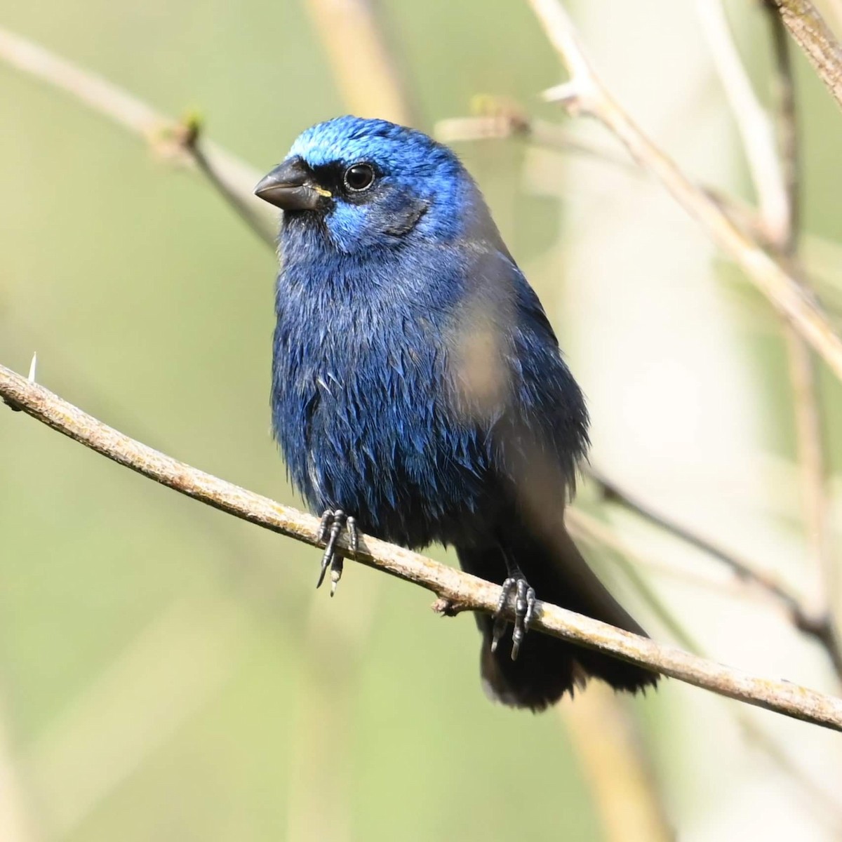 Blue Bunting (Middle America) - ML615082431