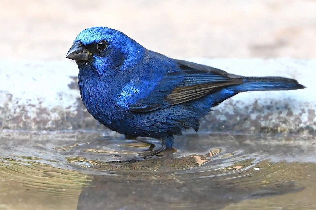 Blue Bunting (Middle America) - ML615082432