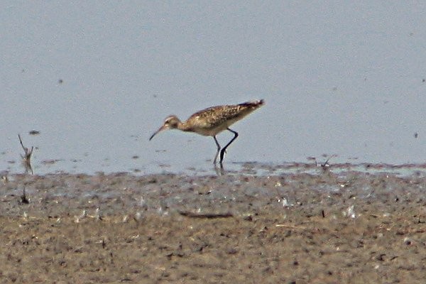 Little Curlew - ML615082439