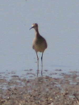 Little Curlew - ML615082440