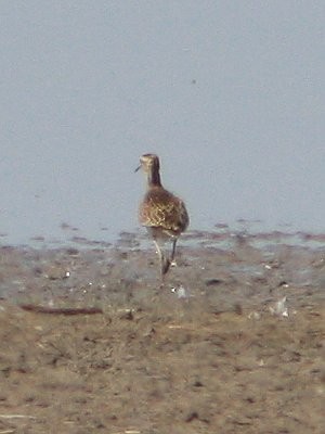 Little Curlew - ML615082441