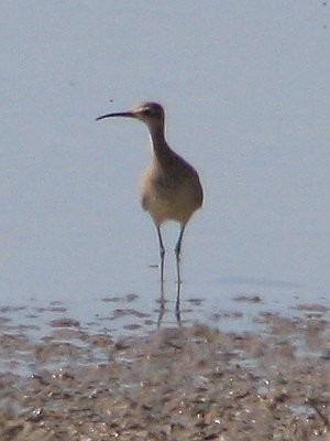 Little Curlew - ML615082442