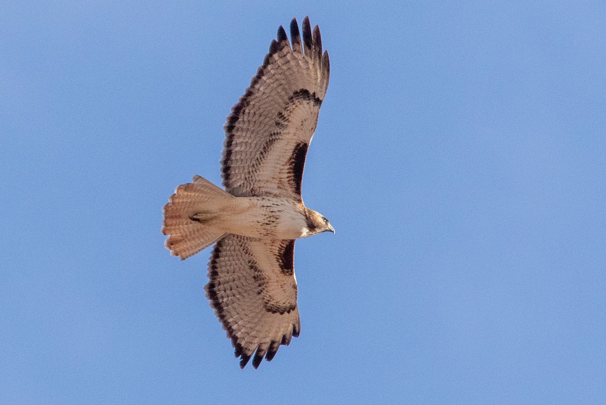 Red-tailed Hawk - ML615082509