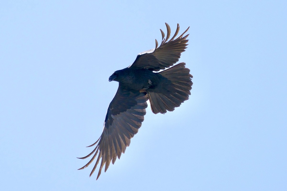 Common Raven - ML615082529