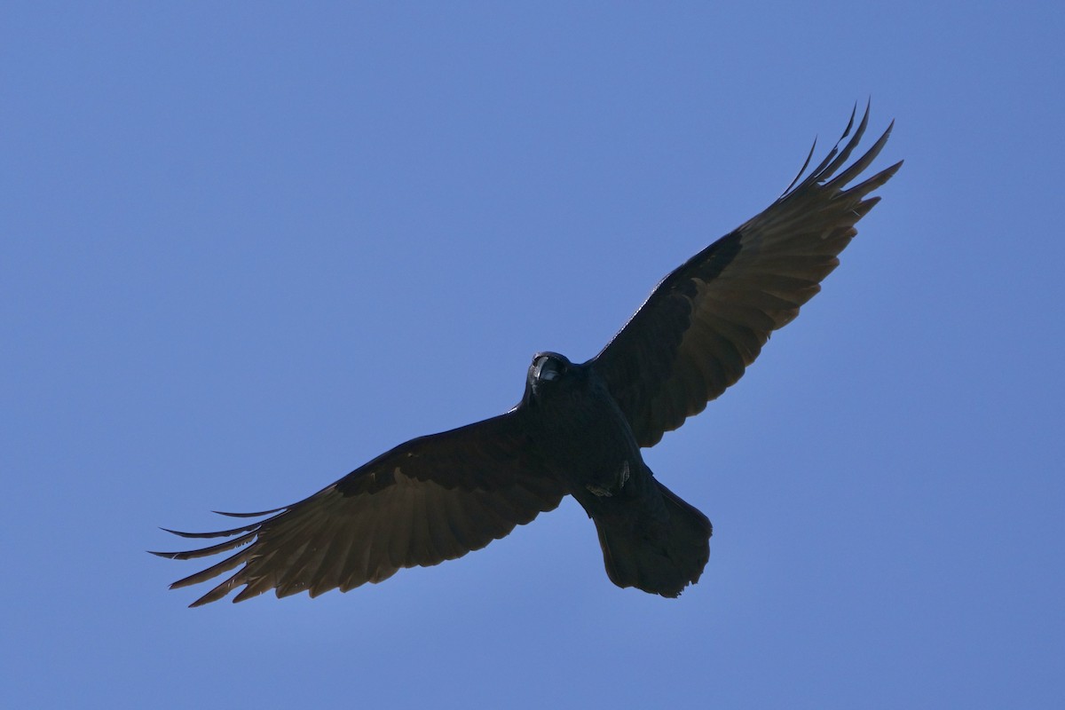 Common Raven - ML615082530