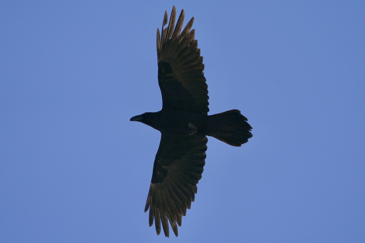 Common Raven - ML615082531