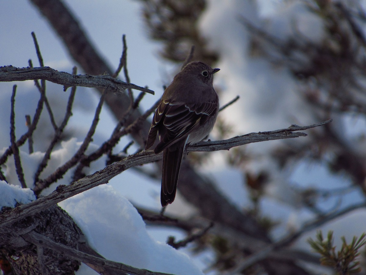 Townsend's Solitaire - ML615082554