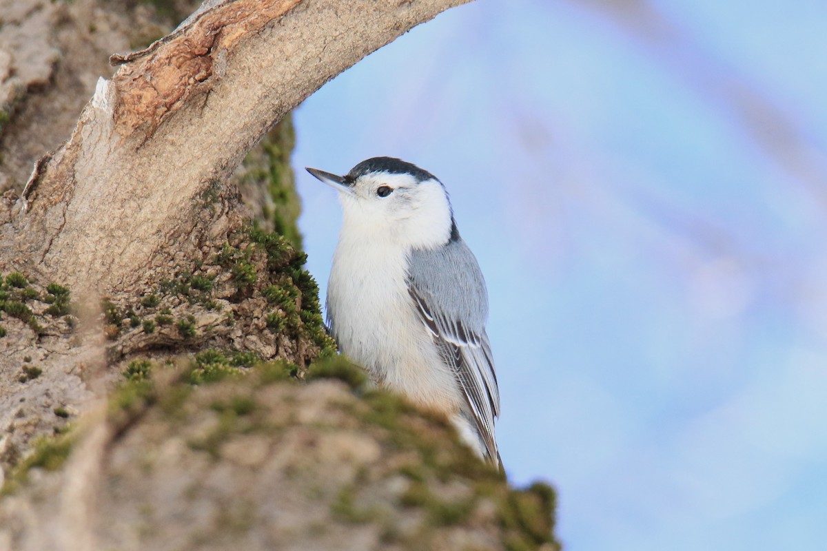 White-breasted Nuthatch - ML615082654