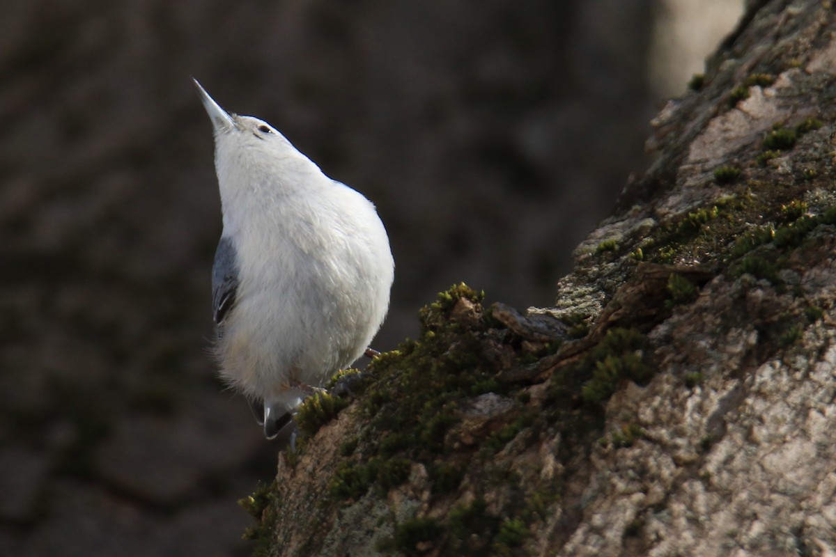 White-breasted Nuthatch - ML615082685