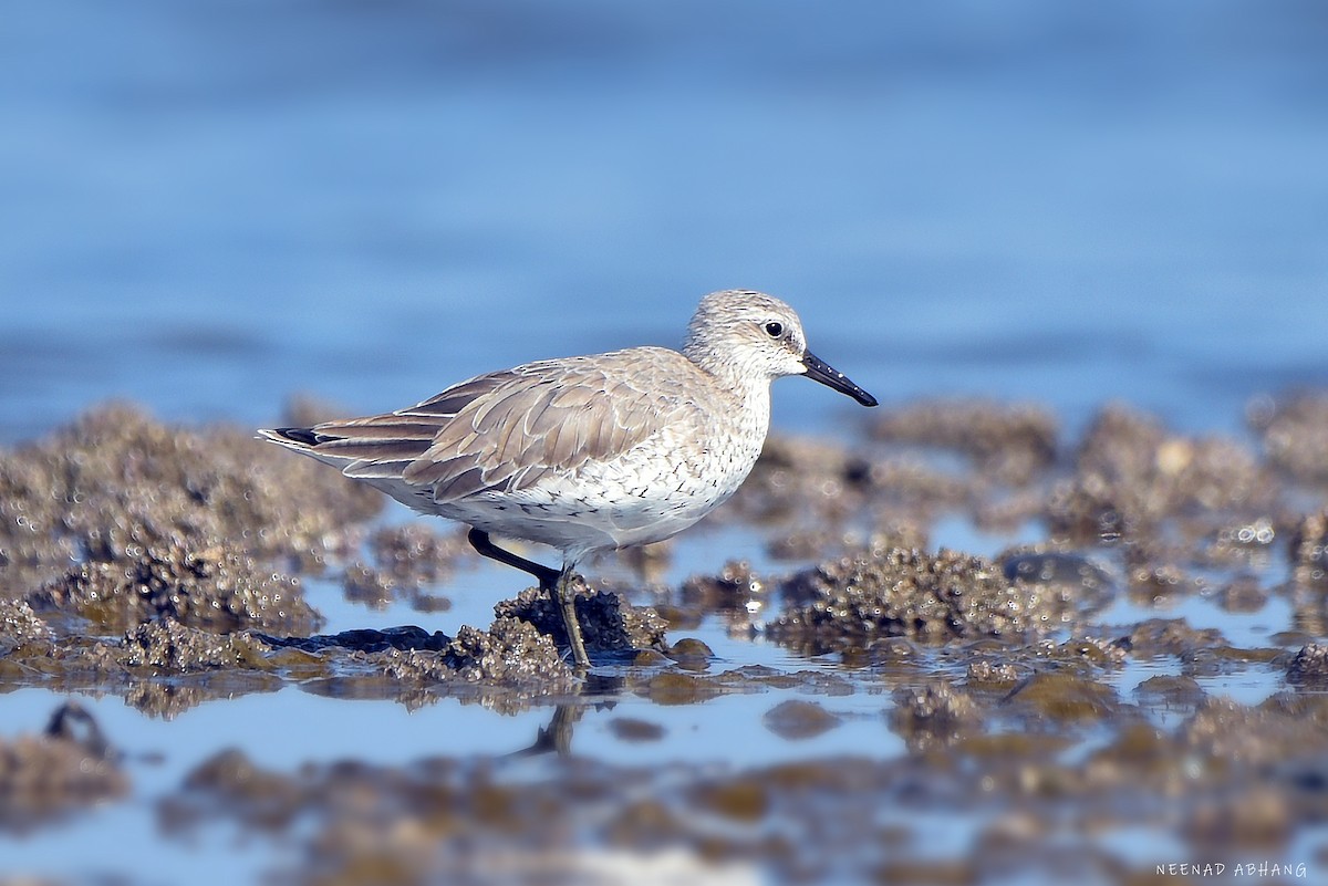 Red Knot - ML615082690