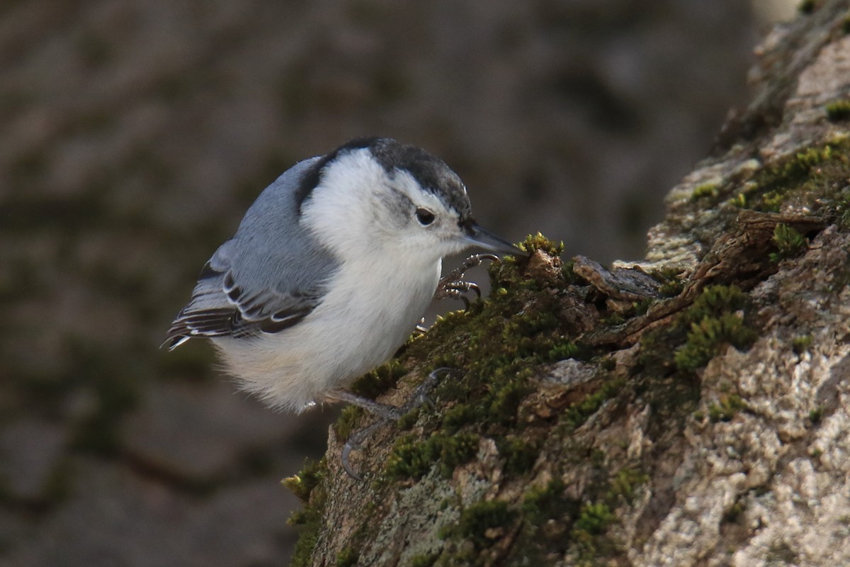 White-breasted Nuthatch - ML615082722